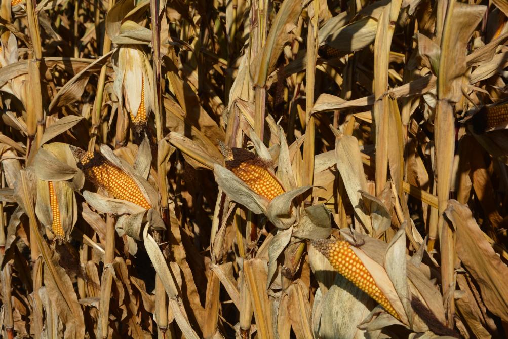 Teneur en humidité du maïs grain: les récoltes s’amorcent! - SillonBelge.be